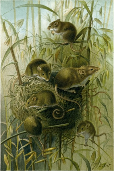 HARVEST MOUSE