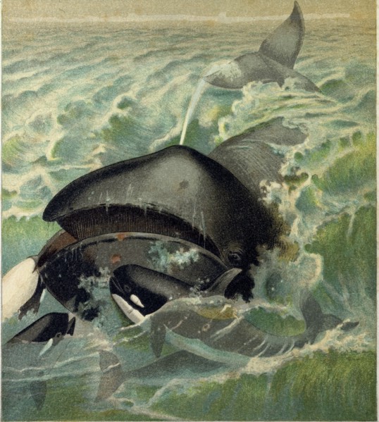 THE GREENLAND WHALE