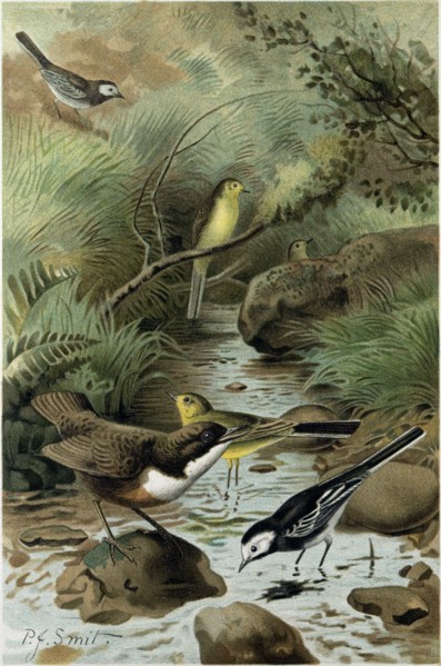DIPPER, PIED WAGTAIL AND YELLOW WAGTAIL