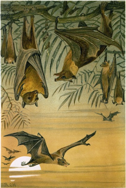 FRUIT BATS