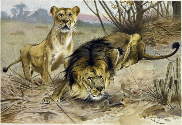 LION AND LIONESS