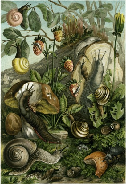 LAND MOLLUSCS, OR SNAILS AND SLUGS