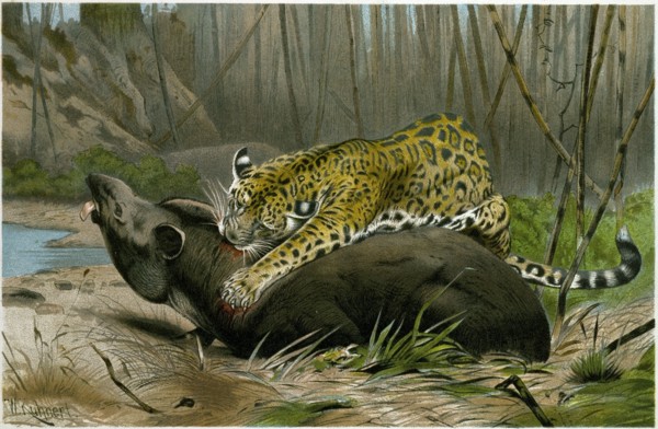 JAGUAR KILLING TAPIR