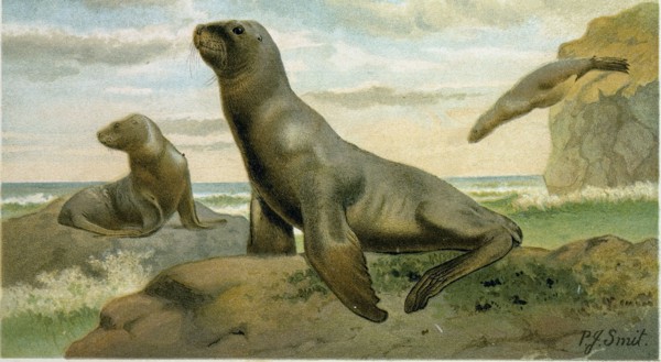 HOOKER'S SEA LION