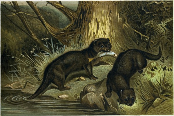 EUROPEAN OTTER