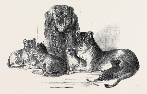 FAMILY OF LIONS IN THE GARDENS OF THE CLIFTON AND BRISTOL ZOOLOGICAL SOCIETY