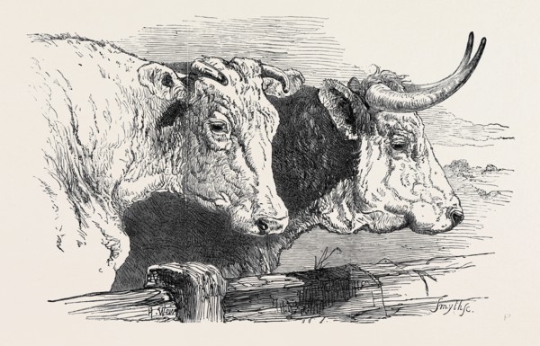 SMITHFIELD CLUB PRIZE CATTLE SHOW: SHORT HORNS, CLASS 12, 1st PRIZE of Ã‚Â£20, WITH GOLD AND SILVER