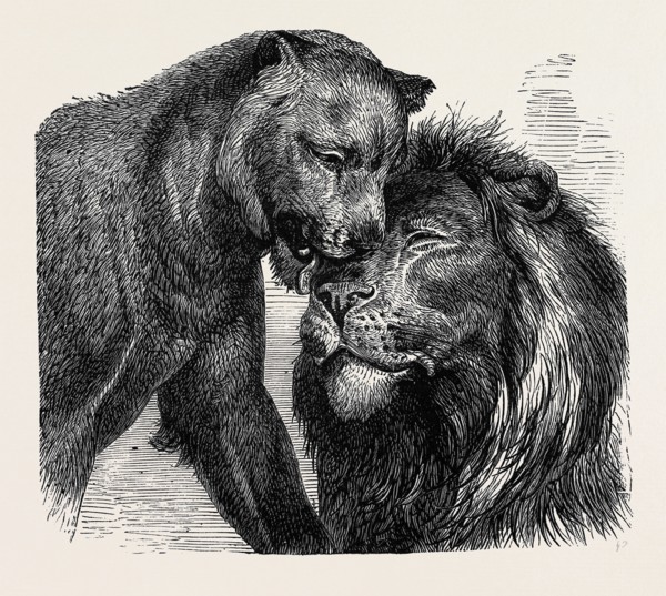 THE KISS OF PEACE, ZOOLOGICAL GARDENS