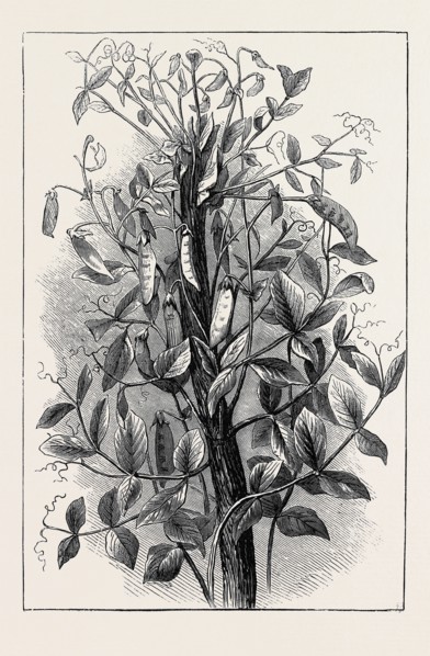 THE ANDERSONIAN MUMMY PEA