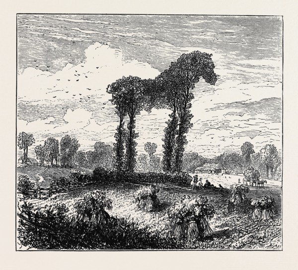 A VEGETABLE HORSE, CURIOUS NATURAL PHENOMENON AT DATCHET; CURIOUS TREES AT DATCHET, The trees,