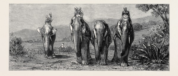 ELEPHANT HUNTING IN CEYLON: REMOVAL OF CAPTIVE ELEPHANT