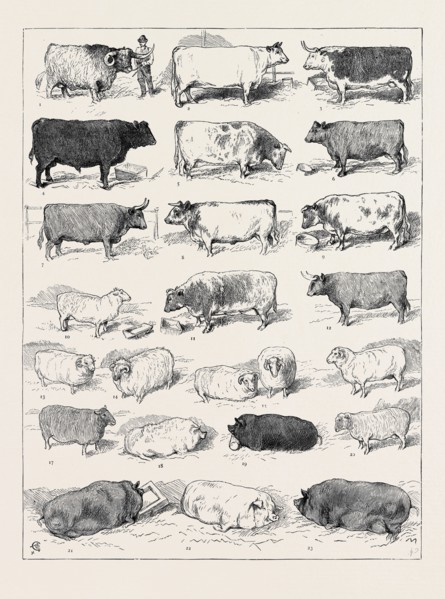 THE CATTLE SHOW AT ISLINGTON, SOME OF THE PRIZE WINNERS: 
1. (127) Scotch Highland Breed, 1st