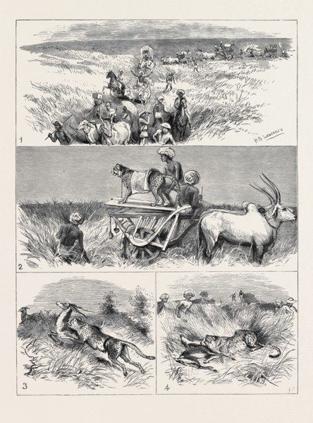 INDIA, HUNTING BLACK BUCK WITH THE CHEETAH IN BARODA: 1. The Start; 2. The Find; 3. The Spring; 4.