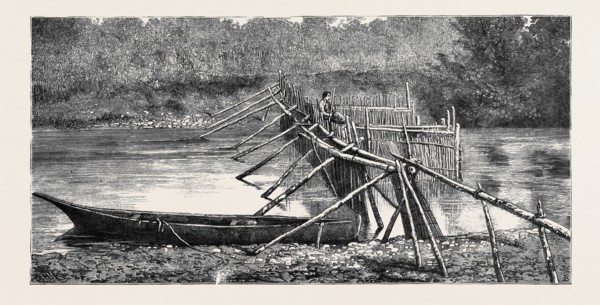 A SALMON WEIR NEAR THE QUAMICHAN INDIAN VILLAGE ON THE COWICHAN RIVER, VANCOUVER ISLAND, CANADA