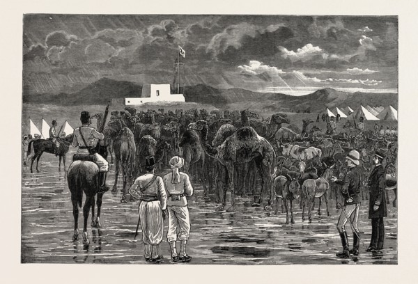 THE REBELLION IN THE SOUDAN - CAMELS AND CATTLE CAPTURED FROM HOSTILE TRIBES DURING A CAVALRY
