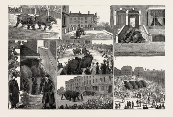 THE STRANGE ADVENTURES OF TWO RUNAWAY ELEPHANTS IN KENTISH TOWN, LONDON: 1. They Break Loose, and
