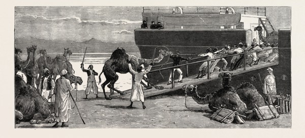 THE REBELLION IN THE SOUDAN (SUDAN): SHIPPING CAMELS AT SUEZ FOR SUAKIM