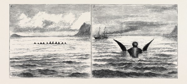 THE SEA SERPENT IN THE MEDITERRANEAN, A SKETCH FROM H.M. YACHT "OSBORNE" OFF THE NORTH COAST OF