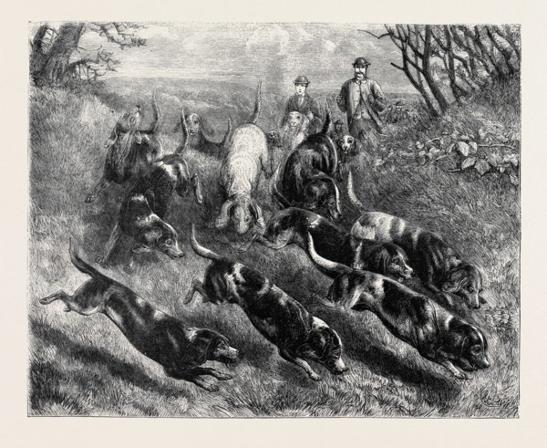BEAGLES, 1870