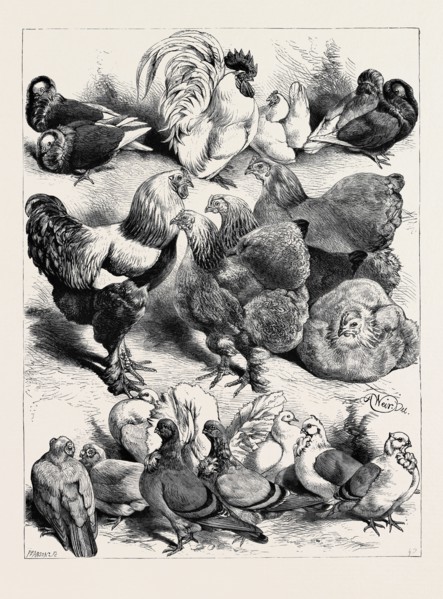 PRIZE BIRDS, CRYSTAL PALACE POULTRY SHOW, 1870