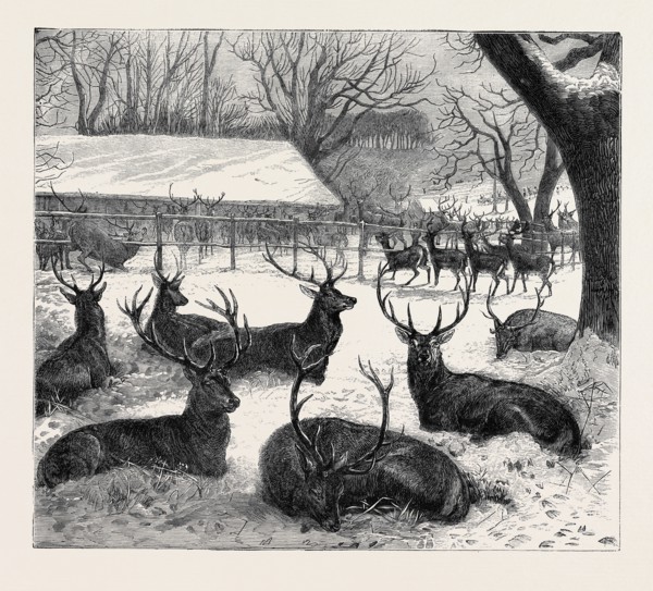WINTER FEEDING IN WINDSOR PARK, 1870