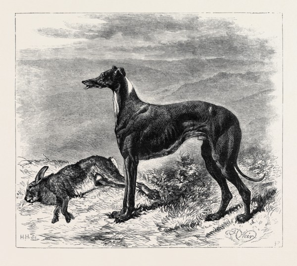 COURSING: MASTER M'GRATH, 1870