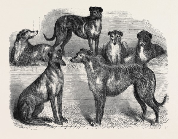 DEERHOUNDS FROM WINDSOR GREAT PARK, 1870