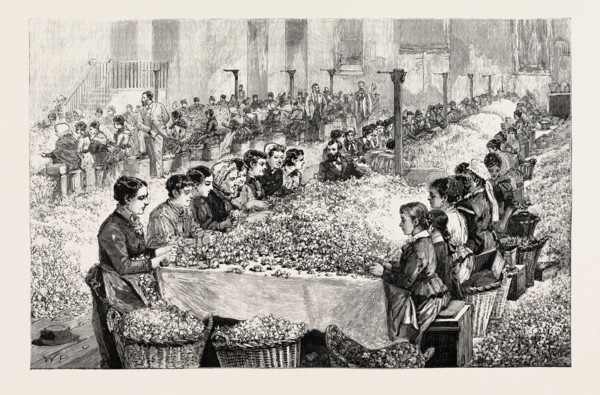 THE PERFUMERY MANUFACTURE AT GRASSE: SORTING ROSES, FRANCE