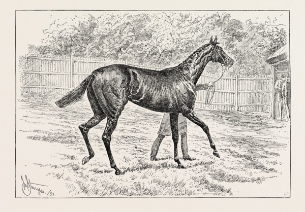 COMMON, WINNER OF THE DERBY.