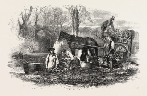 GATHERING, WASHING, BUNCHING, AND CARTING CARROTS FOR THE LONDON MARKET, UK