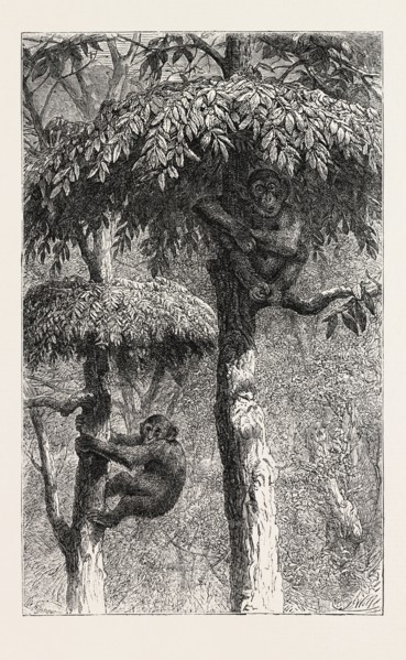 THE NEST-BUILDING APE IN HIS SHELTER