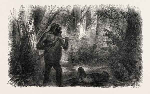 A HUNTER KILLED BY A GORILLA