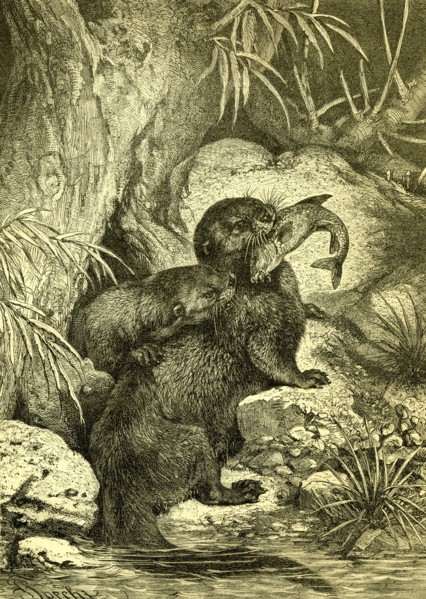 Otter, 1891, Austria