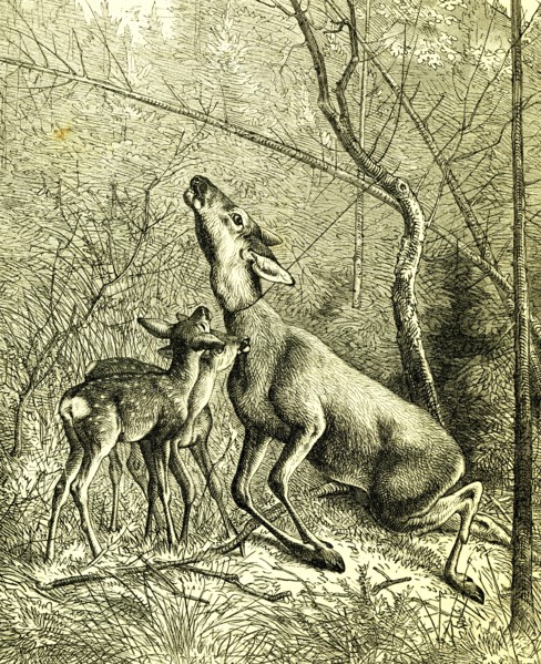Hunt, Austria 1887