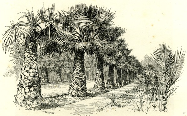 A Palm Grove in Southern California, 1891, USA