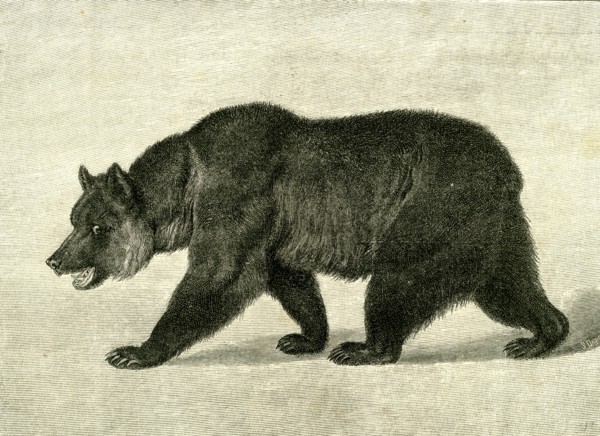 The Grizzly Bear,  USA, 1891