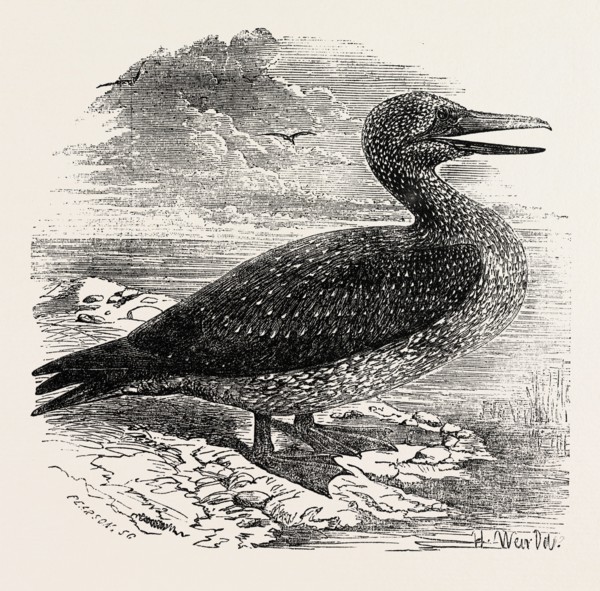SOLAN GANNET, SHOT NEAR BOSTON, UK, 1854