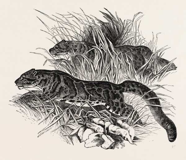 CLOUDED TIGERS, IN THE ZOOLOGICAL SOCIETY'S GARDENS, REGENT'S PARK, LONDON, UK, 1854
