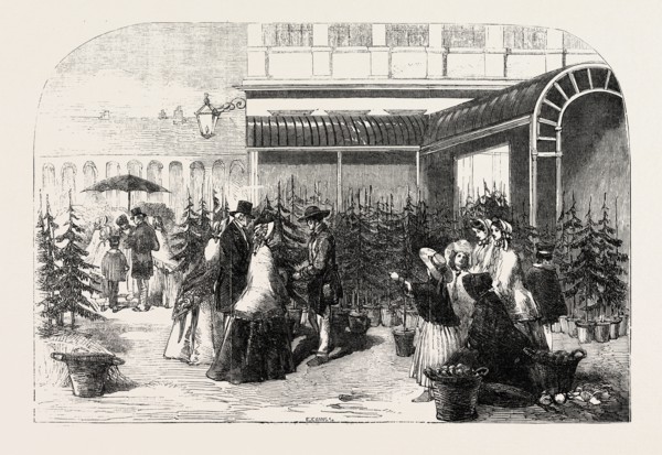 CHRISTMAS TREES IN COVENT GARDEN MARKET, LONDON, UK, 1854