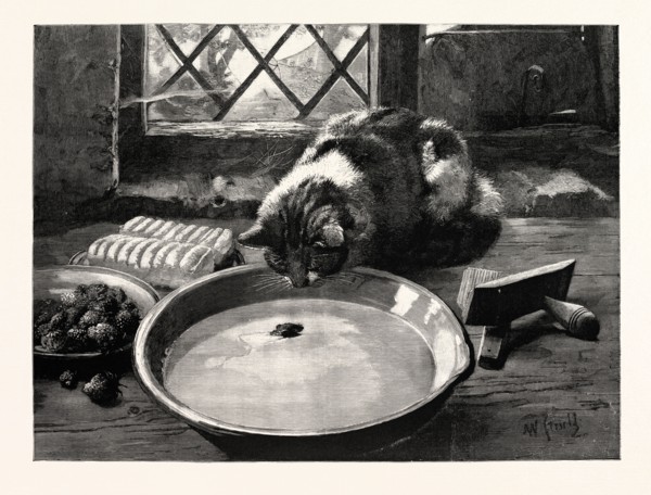 THE MILKY WAY, or, a cat looking at a mouse