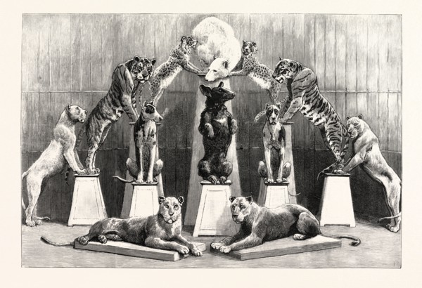 THE HAPPY FAMILY OF PERFORMING WILD BEASTS AT THE CRYSTAL PALACE, THE LIVING PYRAMID FORMED BY