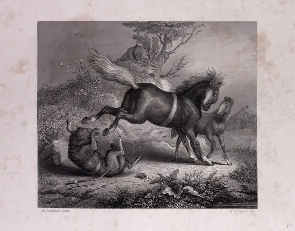 The Mare and the Wolf