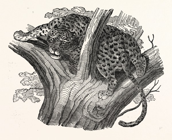 Tree Leopard at Bay