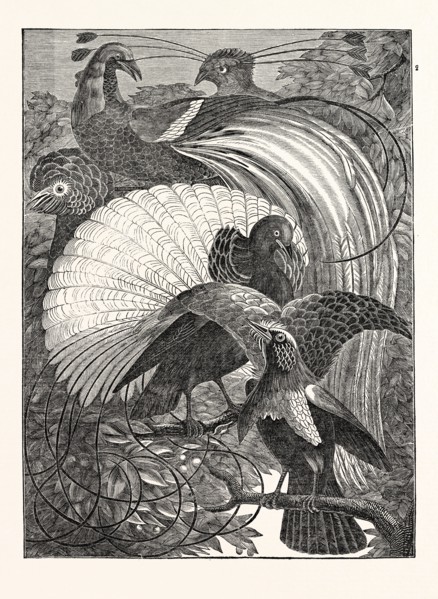 1. Paradisea apoda. The Emerald. 2. Paradisea aurea. The Siflet. 3. The Incomparable; (Le Vaillant)