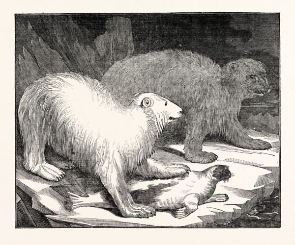 Polar Bears and Seal