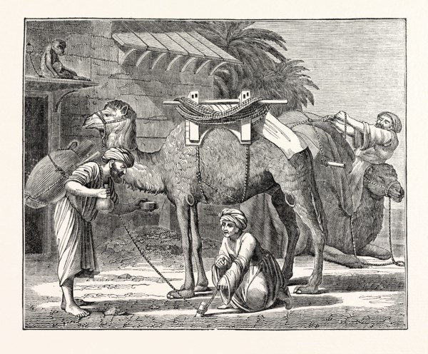 The Arabian Camel