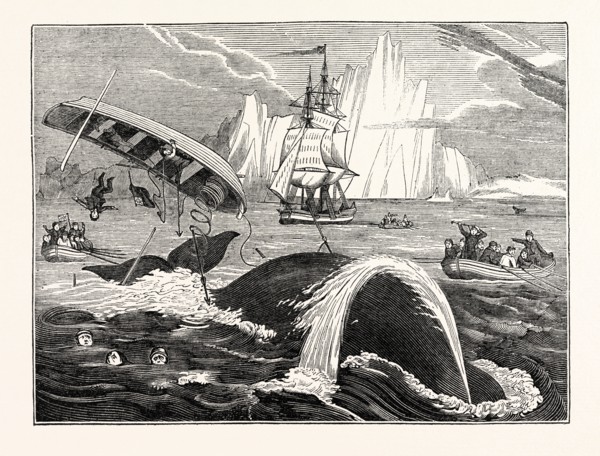 Dangers of the Whale Fishery