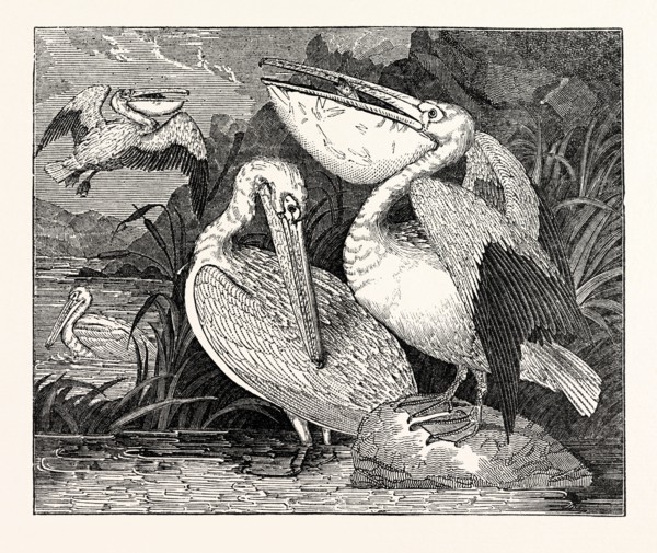 Pelicans, from Specimens in the Gardens of the Zoological Society