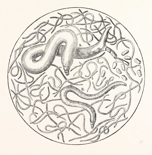 The  Grain Worms,  Vibrio Tritici