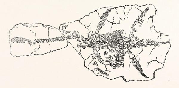 Skeleton of the Plesiosaurus Dolichodeirus, in the position in which it was found at Lyme Regis